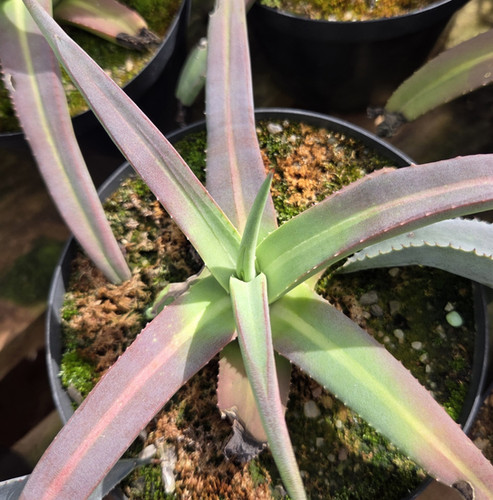 Agave nizandensis (S-213) | Kambroo Plants
