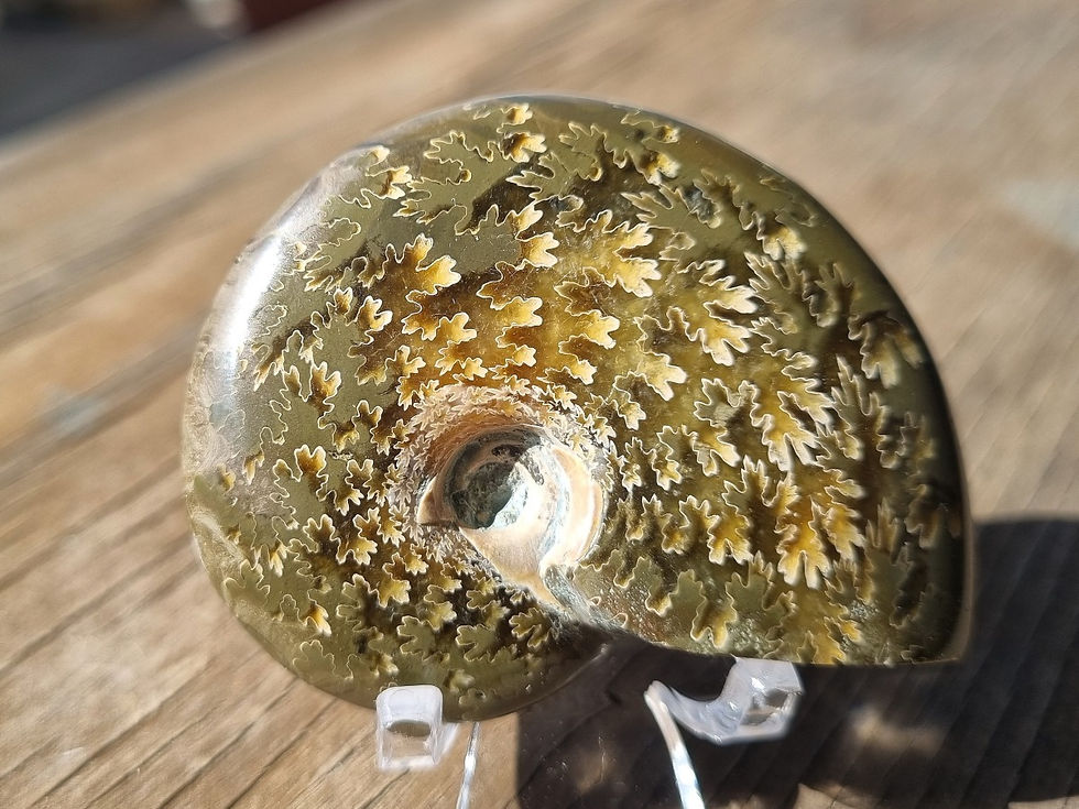 Thumbnail: Ammonite - Madagascar
