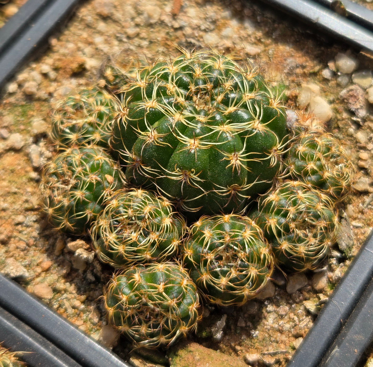 Lobivia arachnacantha - Yellow (S-188)