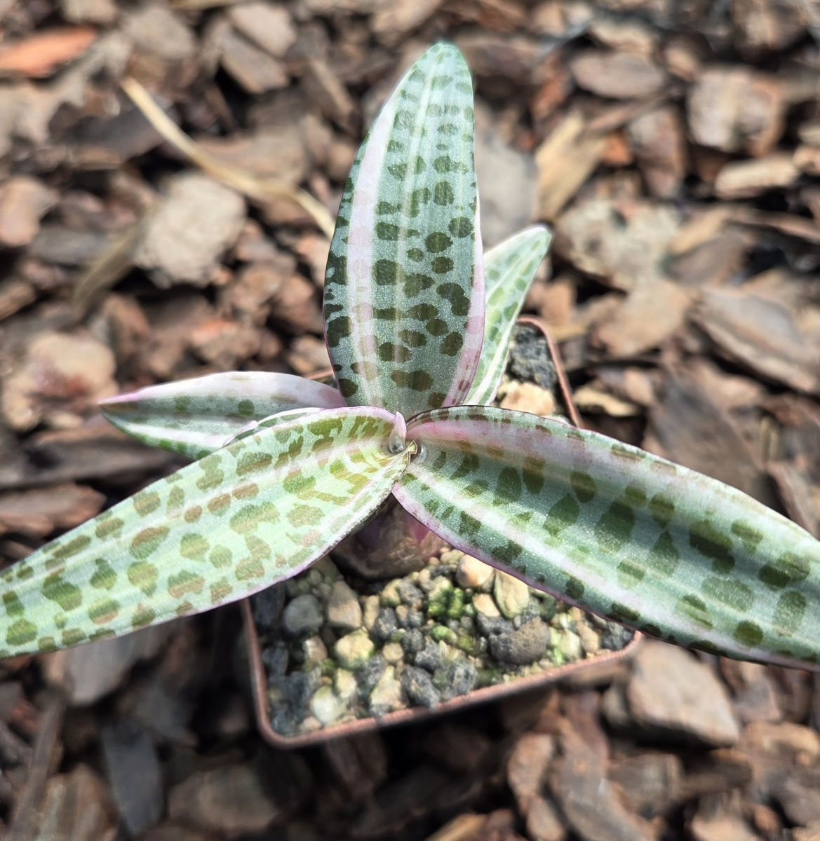 Ledebouria socialis Variegated (S-253)