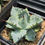 Thumbnail: Agave isthmensis "Little Butterfly"