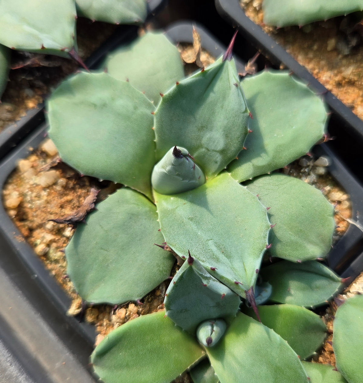 Agave patonii (S-137)