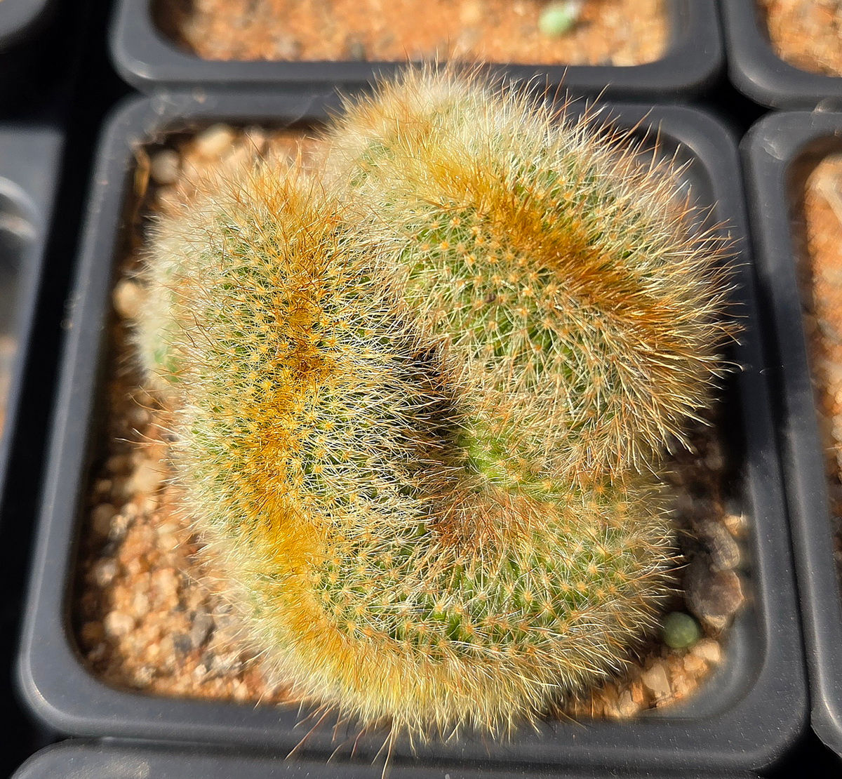Parodia leninghausii (S-163)