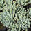 Thumbnail: Sedeveria 'Hummelii'