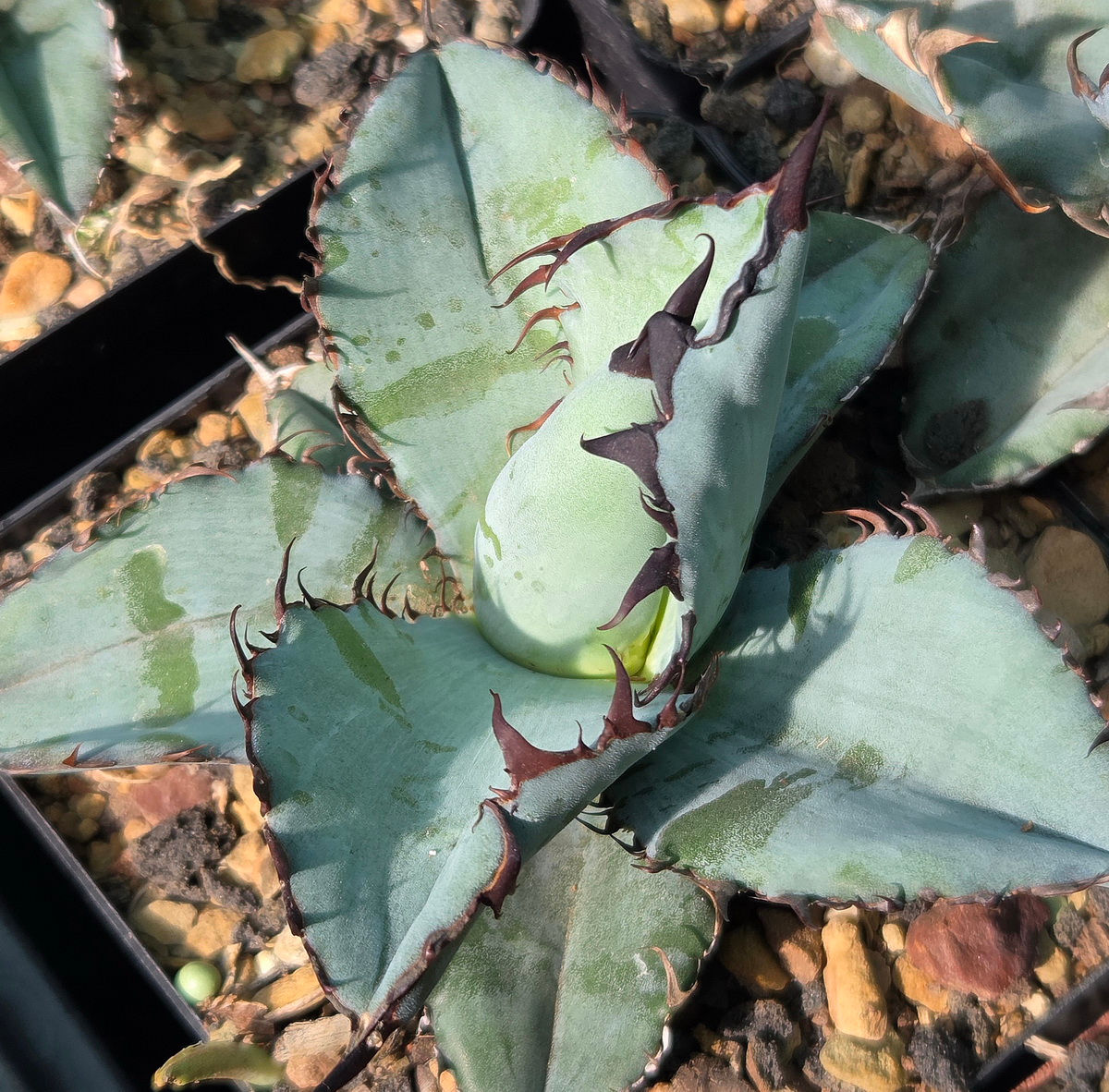 Agave titanota 'Black and Blue' (S-144)