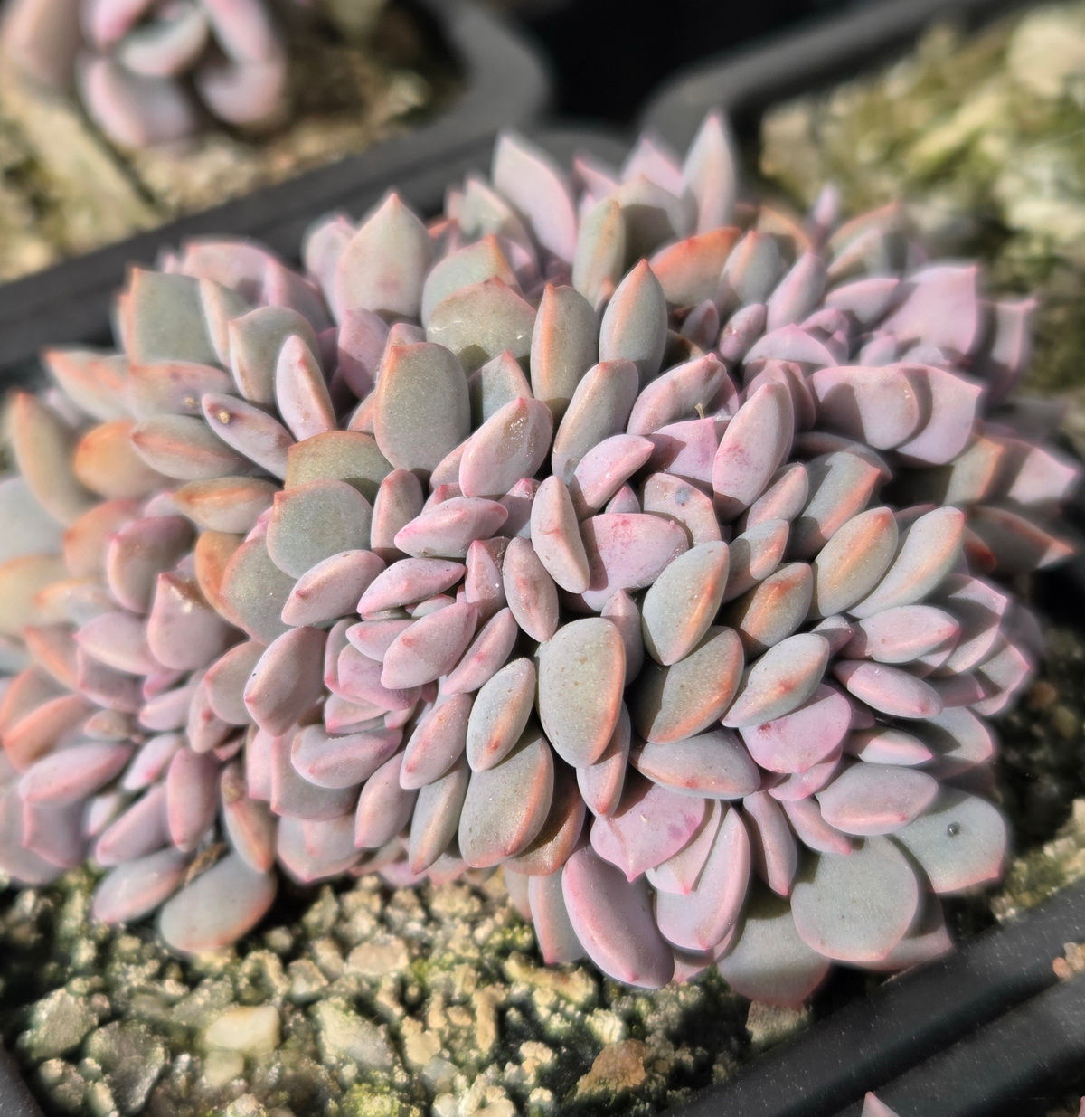 Pachyveria 'Spirit of 76' Crested