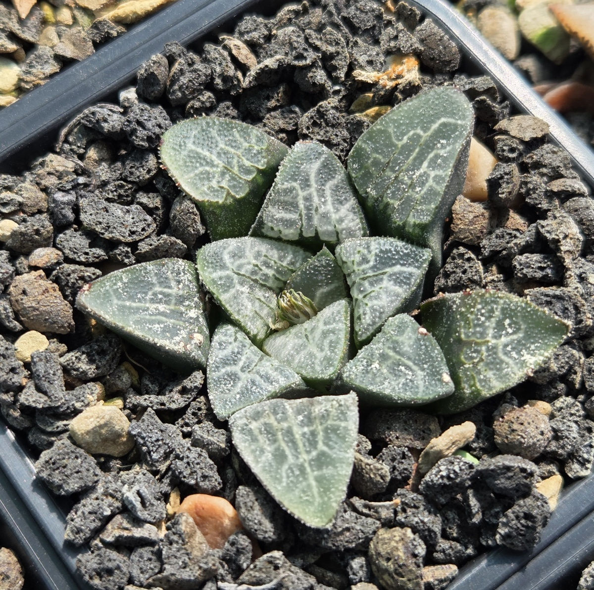 Haworthia Hybrid (S-270)
