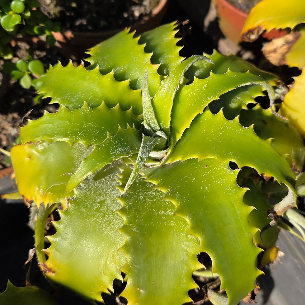 Thumbnail: Hechtia lanata - Glabrous (S-432)
