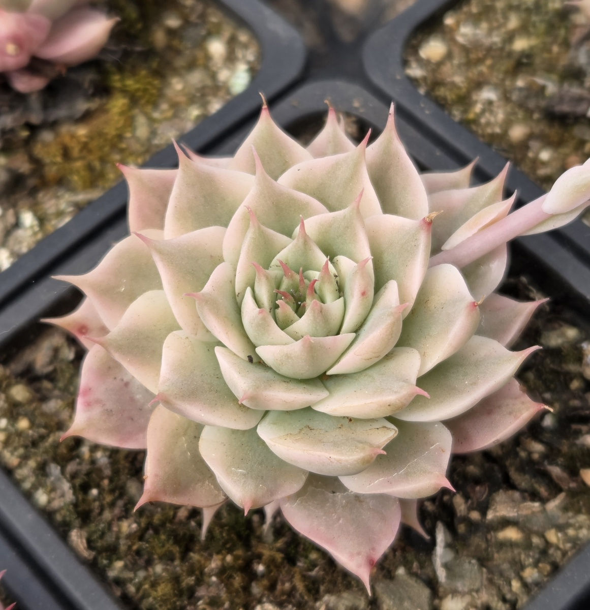 Graptoveria 'Margarete Reppin' Variegated (S-659)