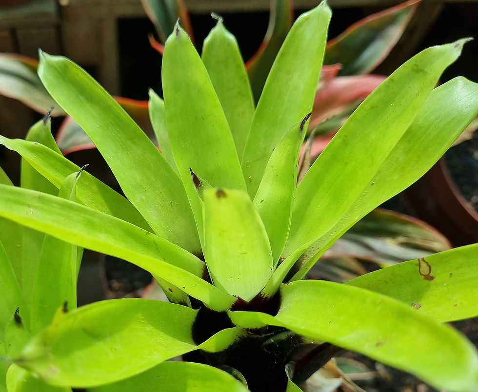 Thumbnail: Vriesea erythrodactylon