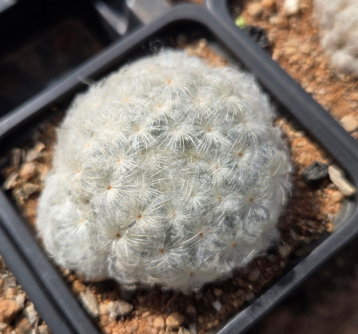 Mammillaria plumosa (S-340)