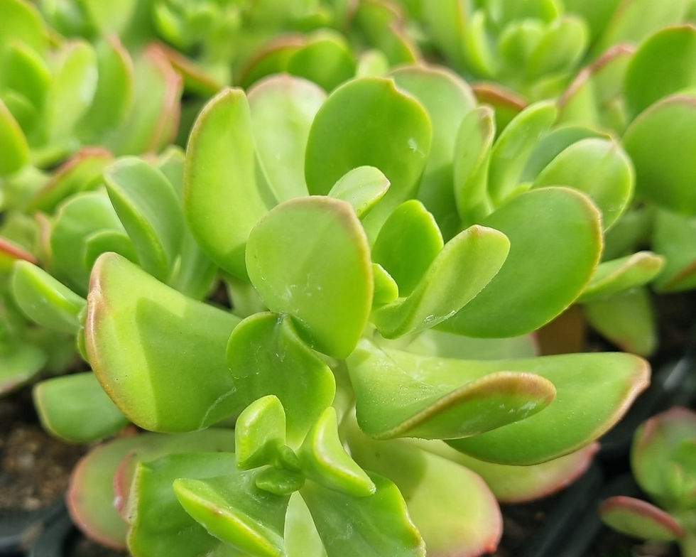 Thumbnail: Sedum dendroideum