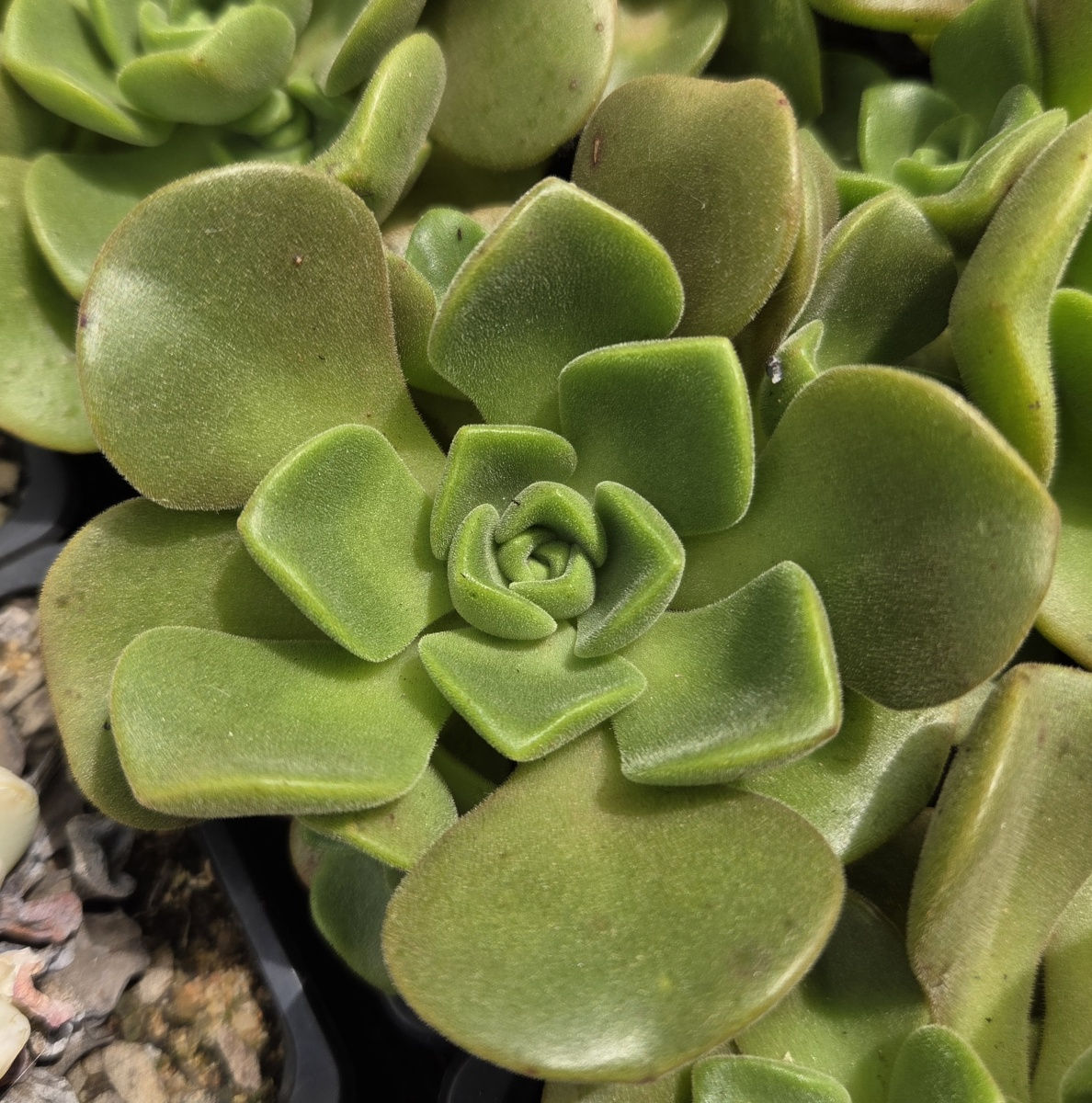 Aeonium "Lily Pad"