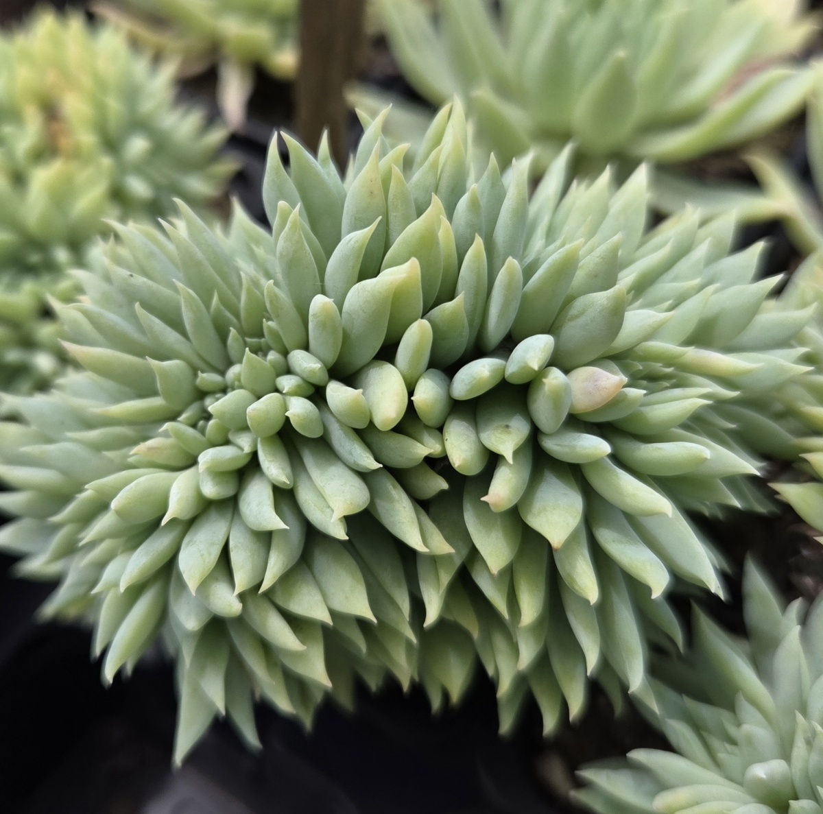 Sedeveria 'Fanfare' Crested