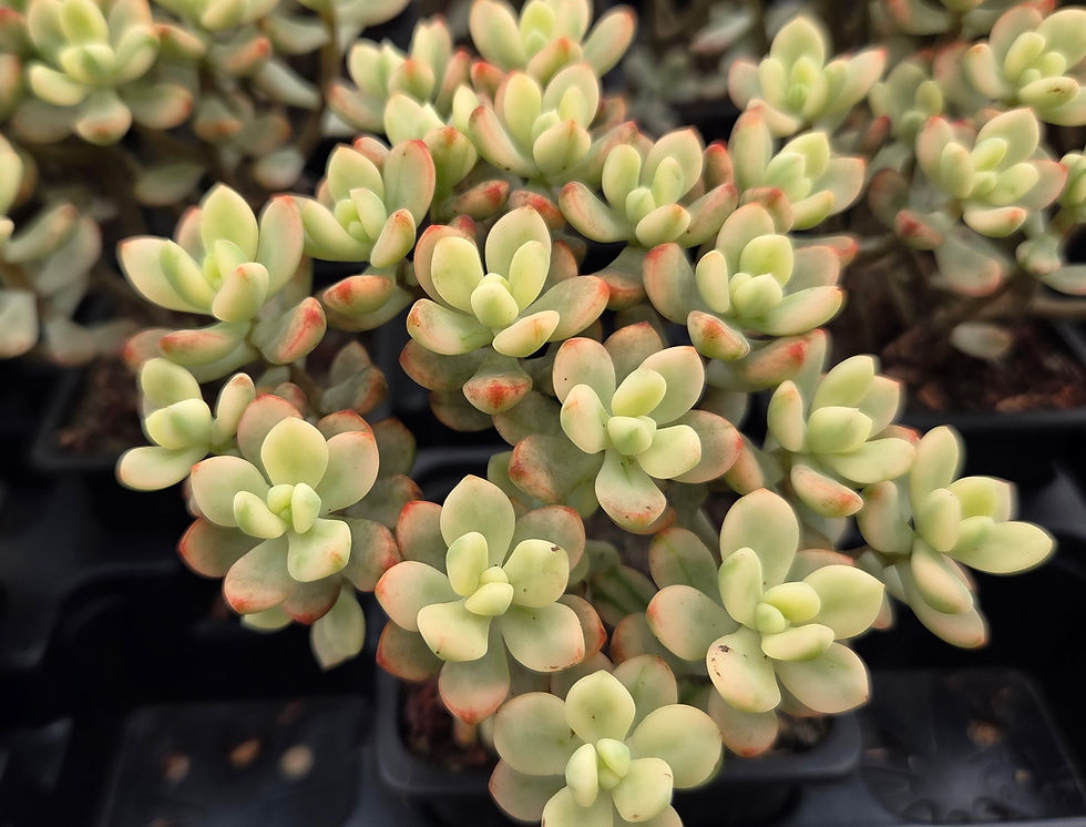 Echeveria macdougalii 'Satang'