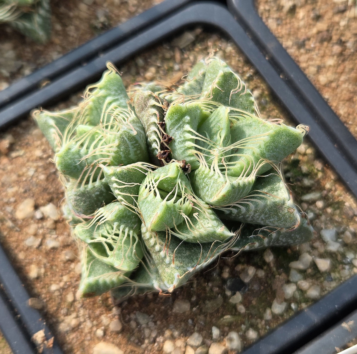Faucaria tigrina (S-543)