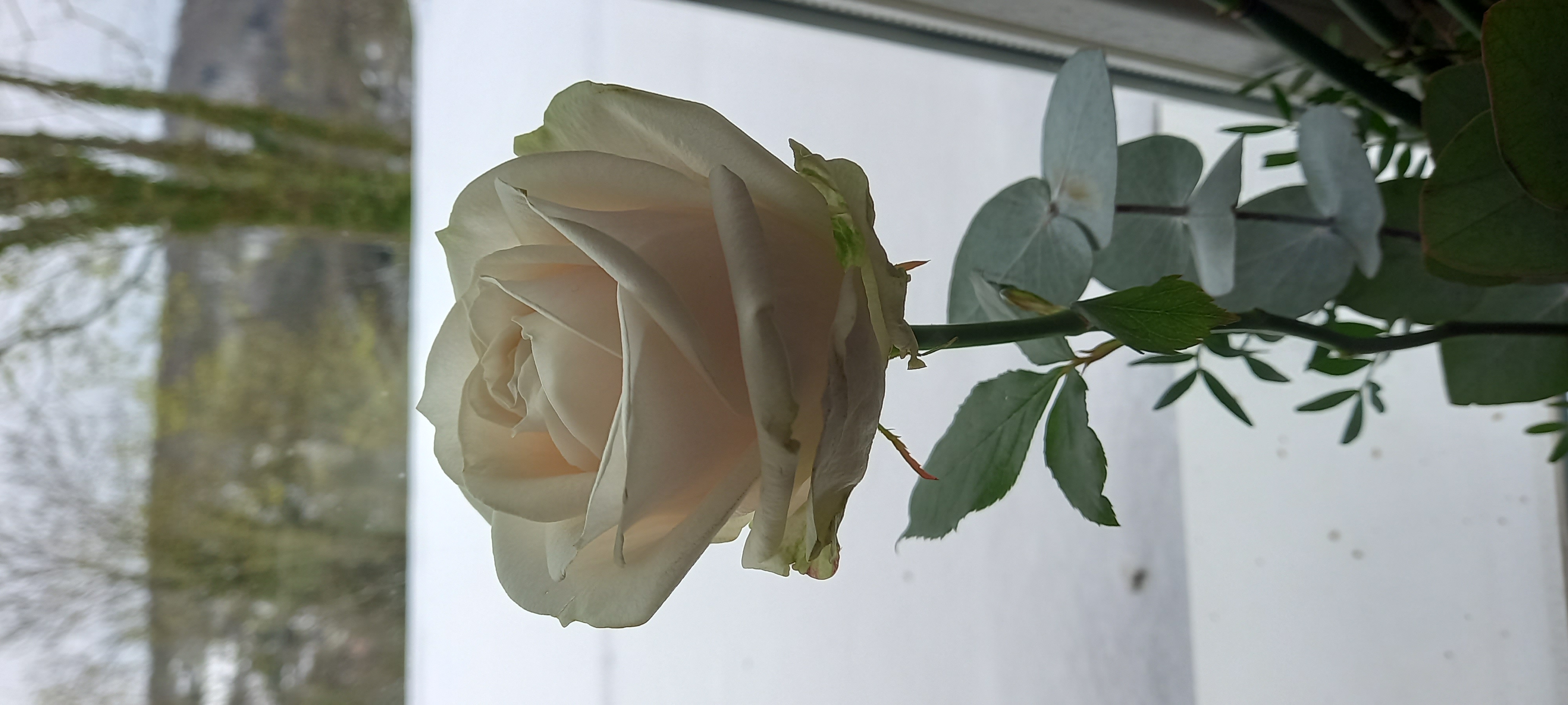 Eine Rose ist eine Rose ist eine Rose.jpg