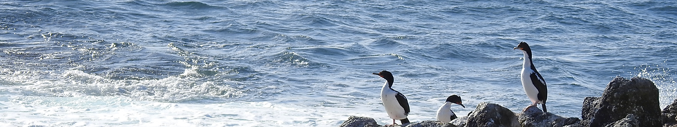 stripe-shags.png