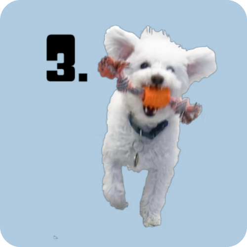 Image Reads: #3 Chew Toys... with a cute dog and a vector (cartoon image) of a dog bowl with a chew toy in its mouth. 