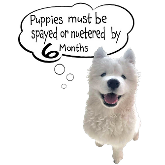 Image of a real dog with a cartoon speech bubble.