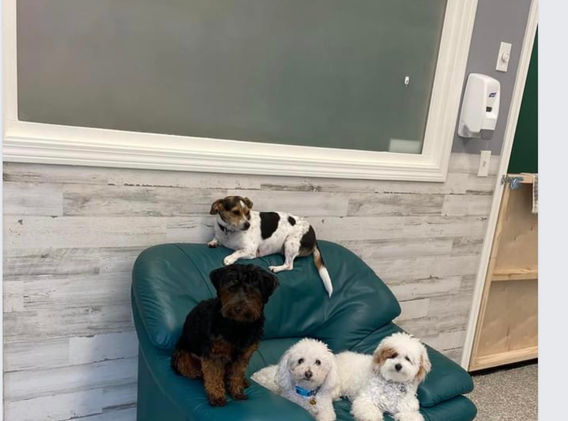 The Little Beach Dog Daycare Relaxing big chair