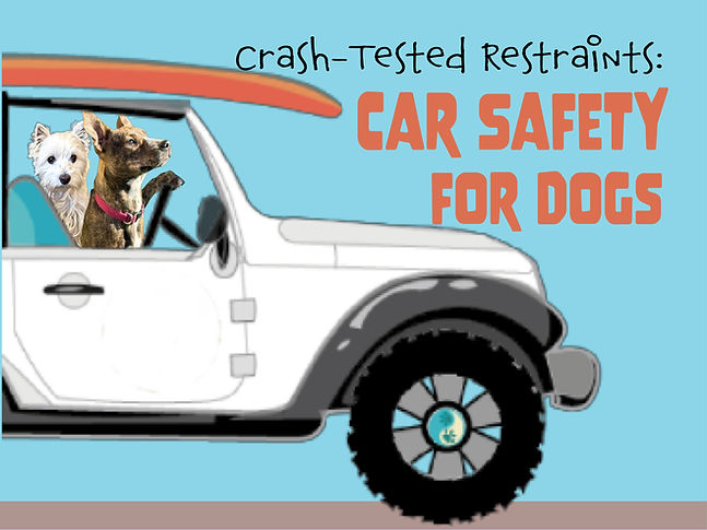 Car Safety for Dogs 06 Landing Page Image.jpg