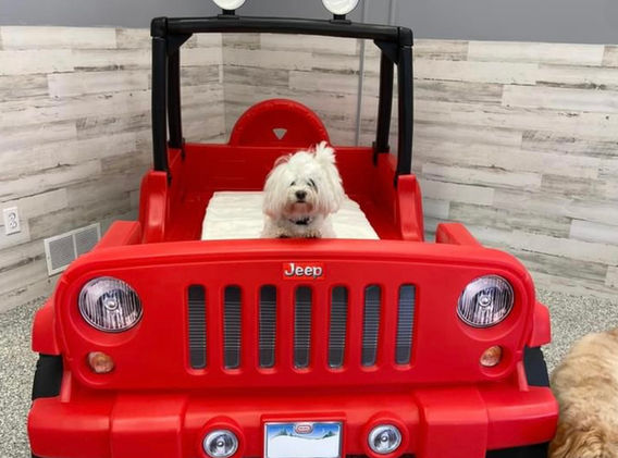 Small Dog Breeds playing on a Tonka Truck Jeep Bed