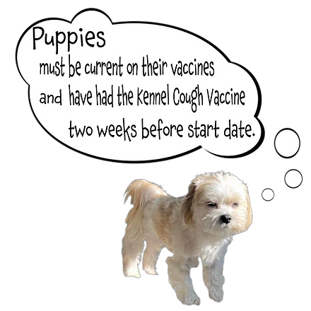 Image of a real dog with a cartoon speech bubble.