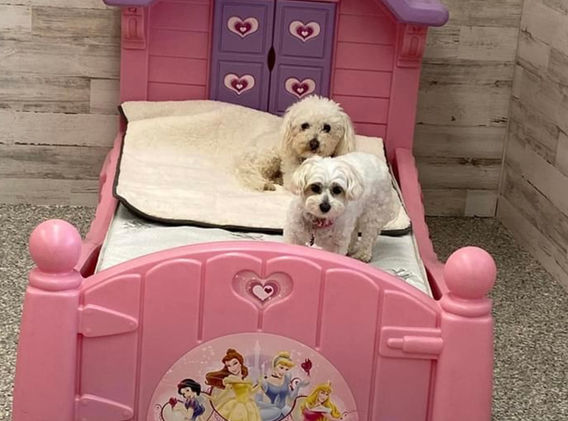 Dogs at Daycare Newbury MA