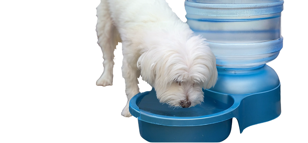Dog and water dispenser.png