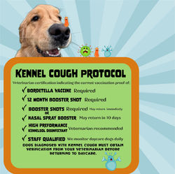Kennel Cough Protocol 01 Artboard 1