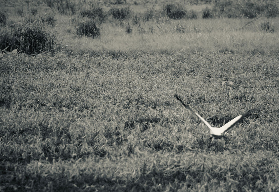 DSC_8321.jpeg