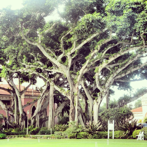 Majestic Trees