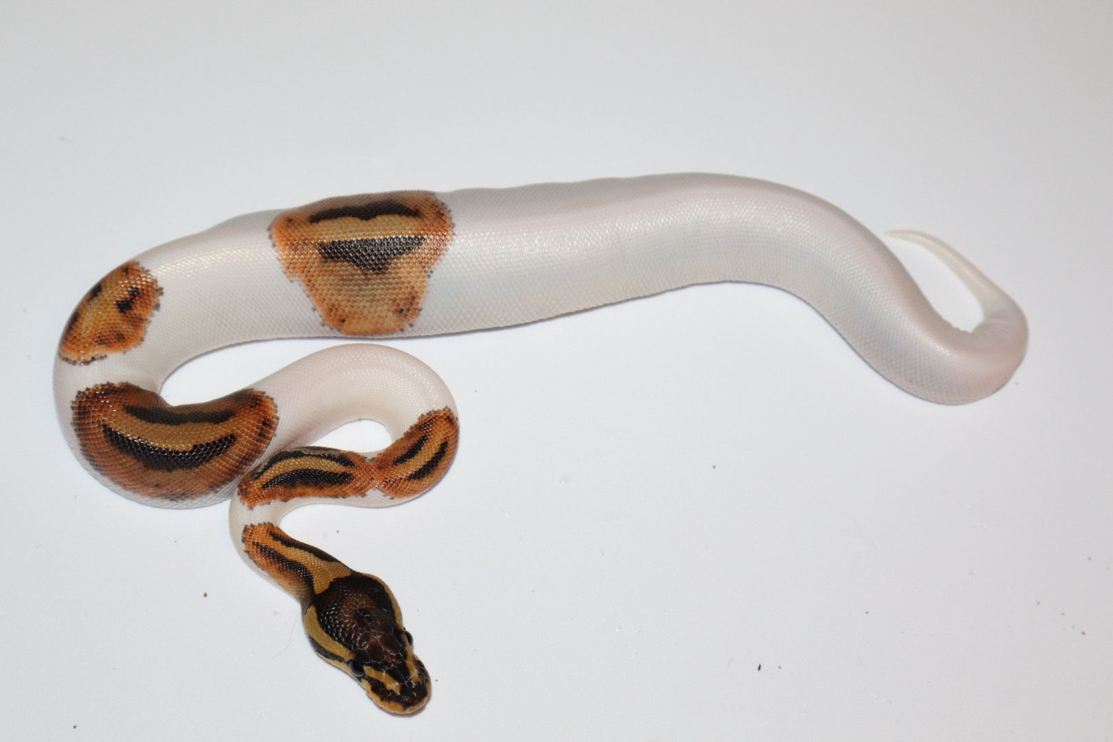 Piebald High White Ball Python- Baby