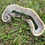 Thumbnail: 2025 Male Ball Python - Ghi, mojave, black head, pastel, pos Yellowbelly