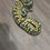 Thumbnail: 2025 Male Ball Python - Pastel GHI