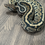 Thumbnail: Ball Python - Male - Black Pastel, Spotnose, Het clown