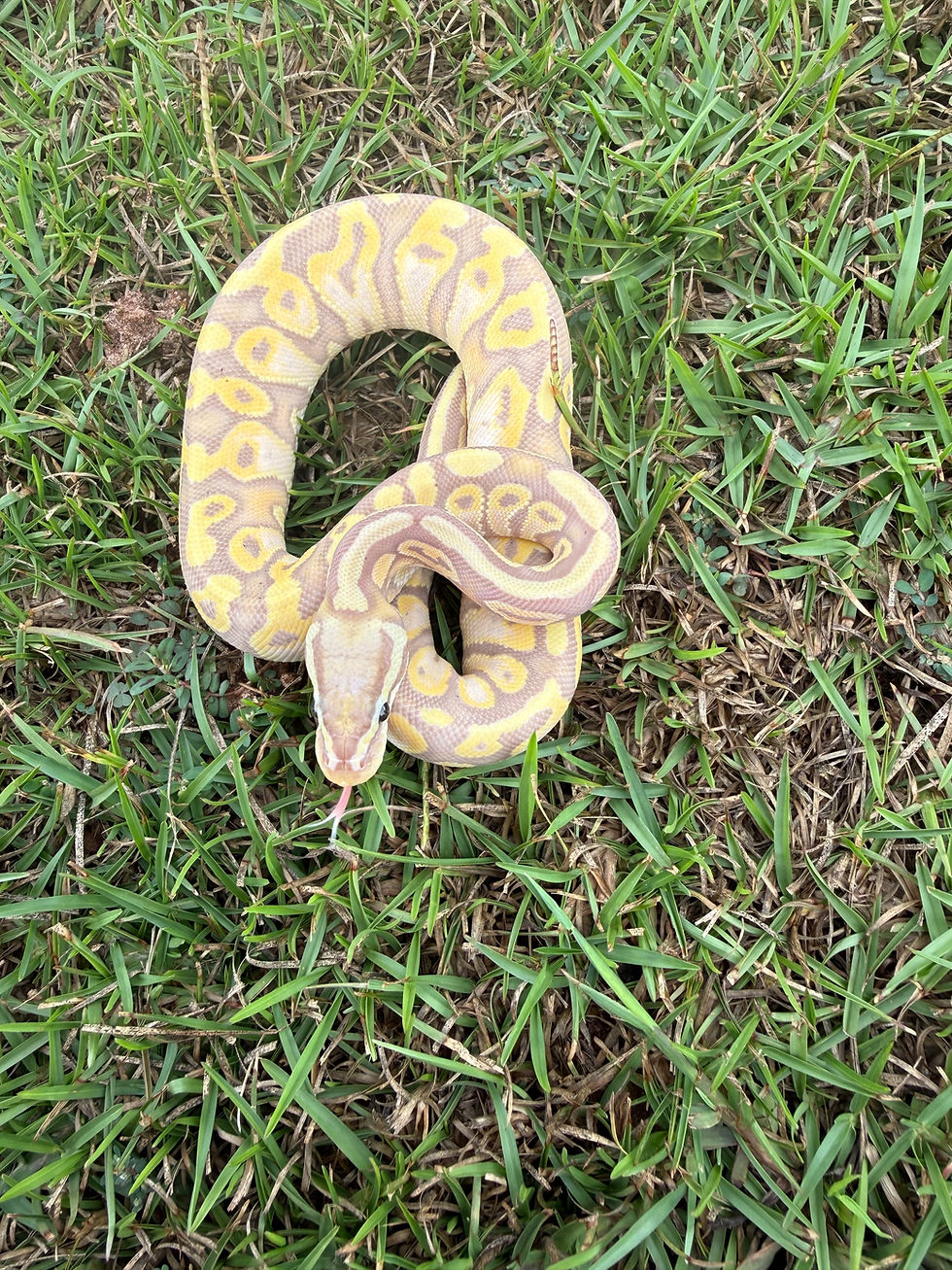 Thumbnail: 2025 Female Ball Python - Banana, Pastel, Yellow Belly, Mojave
