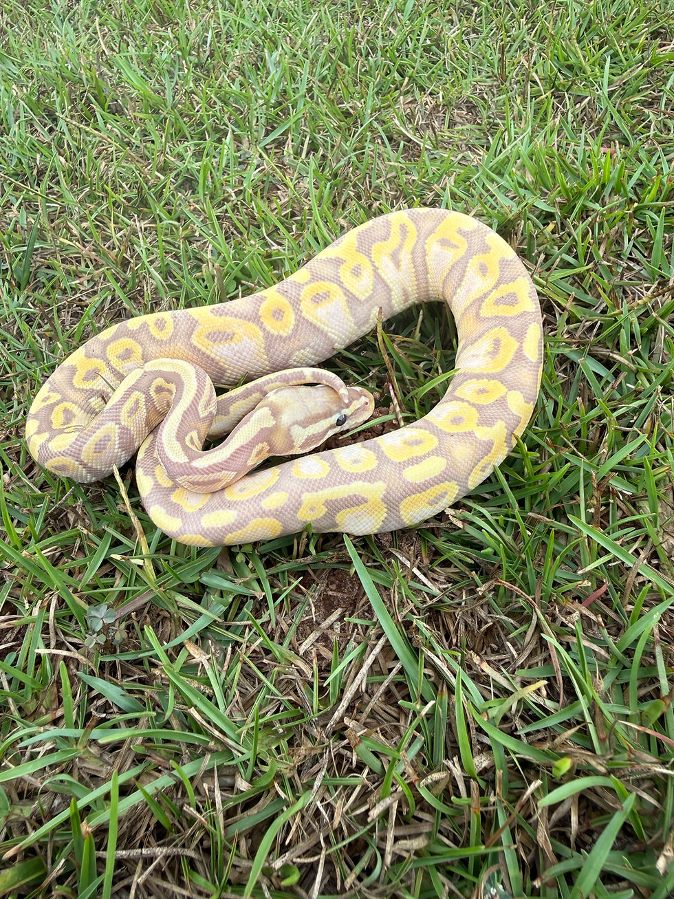 Thumbnail: 2025 Female Ball Python - Banana, Pastel, Yellow Belly, Mojave