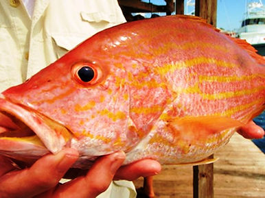 Lane_Snapper.jpeg