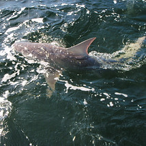 Bullshark on top.jpeg
