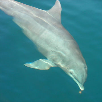 Alabama Wild Dolphin Named Fred.jpeg