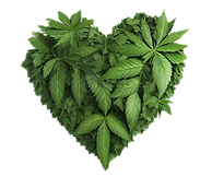 heart-shape-made-of-cannabis-leaves-on-t
