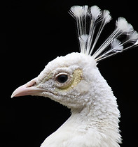 Albino Bird.jpg