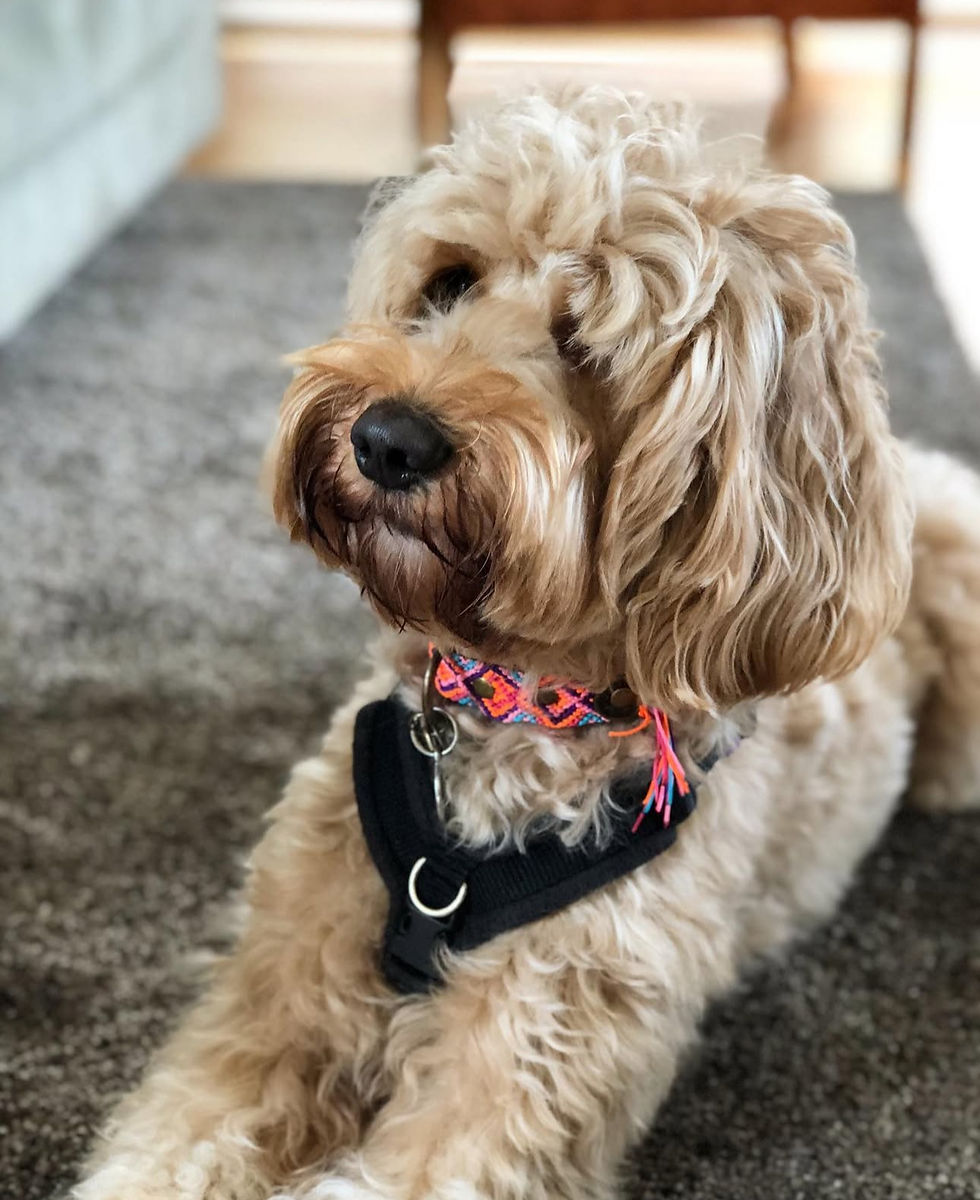 Labradoodles Australiano Criador Barcelona Rosa Oriol España (46).jpeg