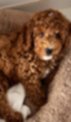 labradoodle cochorro, labradoodle australiano, labradoodle chocolate