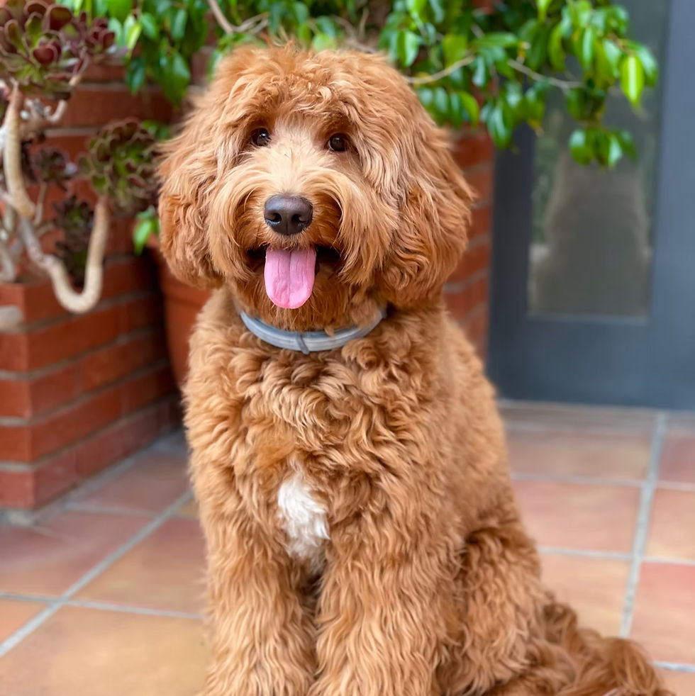 Australian Labradoodles Barcelona Breeder Rosa Oriol Spain (11).jpeg