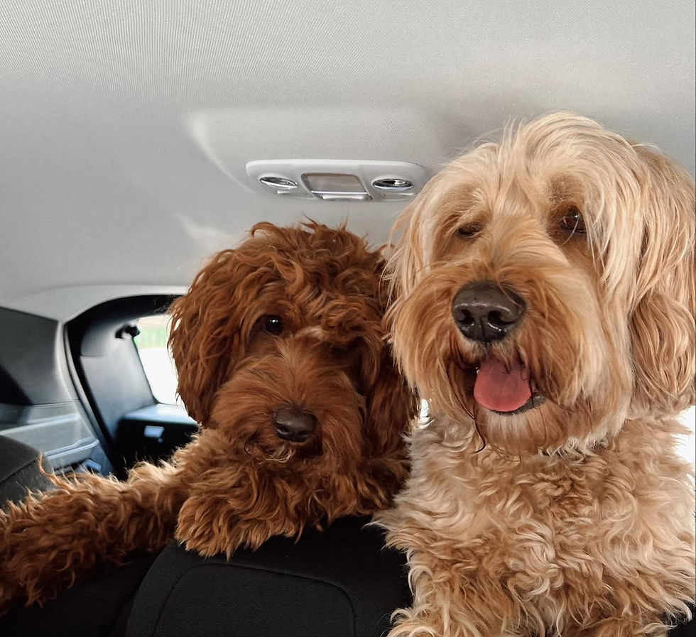 WE DELIVER THE PUPPIES AT 8 WEEKS UNNEUTRALIZED. Our families who commit to neutering them before they are a year