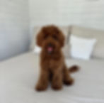 Are there any differences between a Labradoodle & an Australian Labradoodle ?