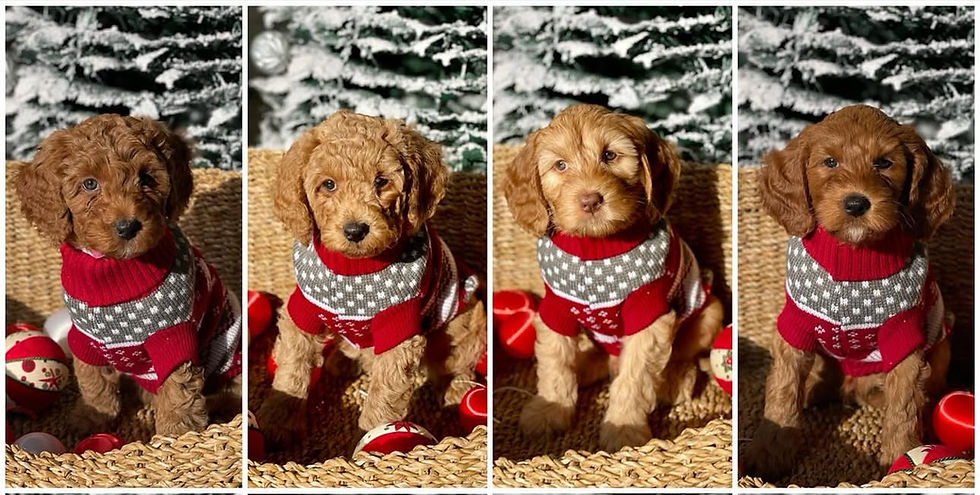 Australian Labradoodle breeding ethics.jpeg